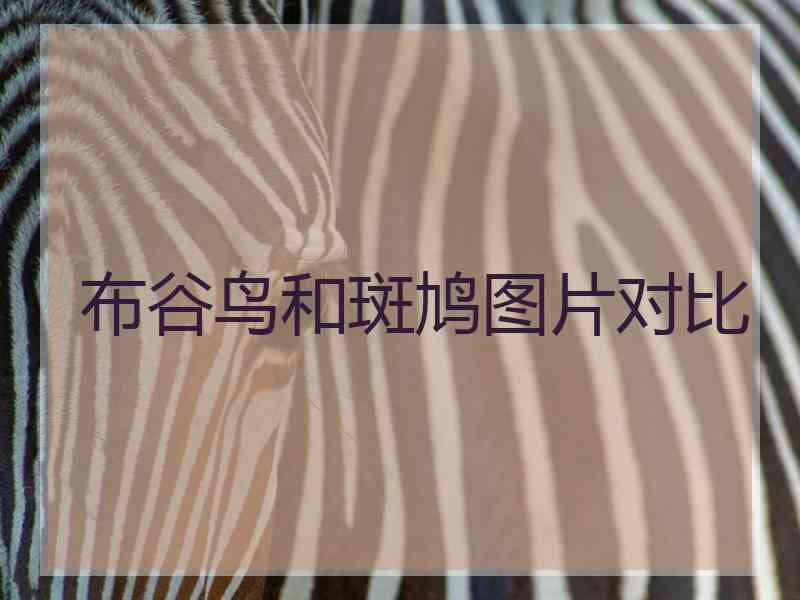布谷鸟和斑鸠图片对比 布谷鸟和斑鸠图片对比
