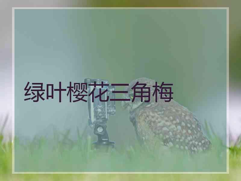 绿叶樱花三角梅