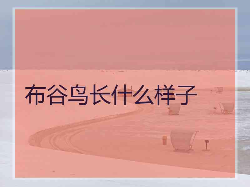 布谷鸟长什么样子