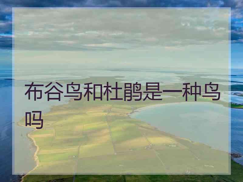 布谷鸟和杜鹃是一种鸟吗