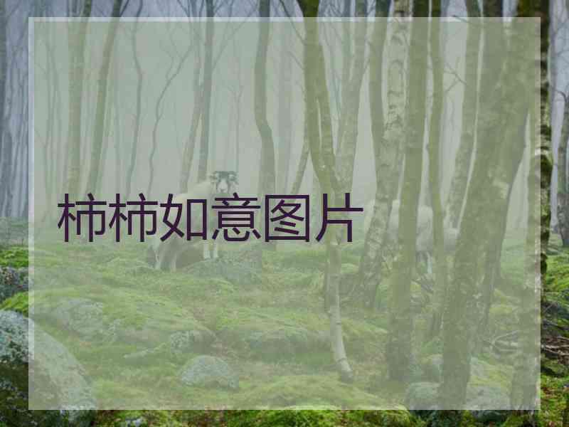 柿柿如意图片